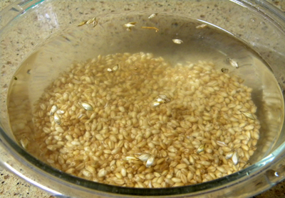 cleanwheatberries