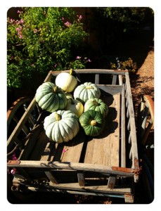 Jarrahdale pumpkins1