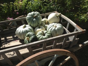 Jarrahdale pumpkins10