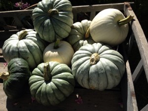 Jarrahdale pumpkins11