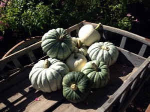 Jarrahdale pumpkins13