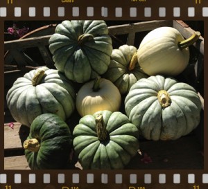 Jarrahdale pumpkins3