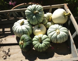 Jarrahdale pumpkins4