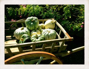 Jarrahdale pumpkins5