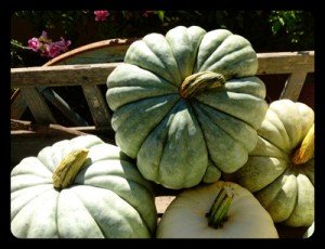 Jarrahdale pumpkins6