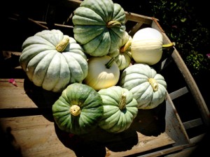 Jarrahdale pumpkins7