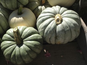 Jarrahdale pumpkins8
