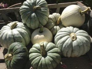 Jarrahdale pumpkins9