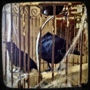 birds