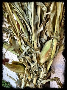 corn
