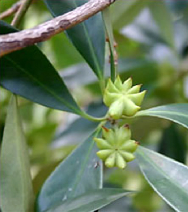 evergreenstaranise