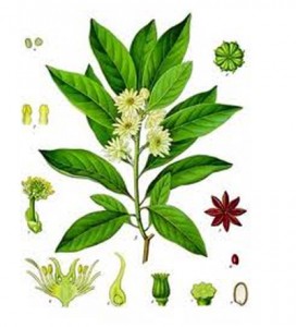 life of star anise