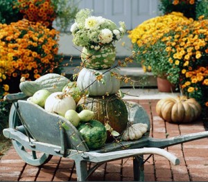 pumpkins and mums