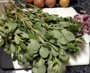 purslane