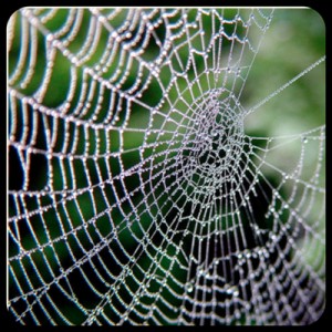 spiderweb