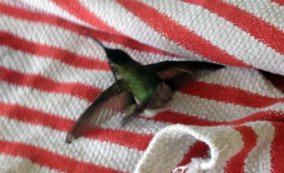 birdie