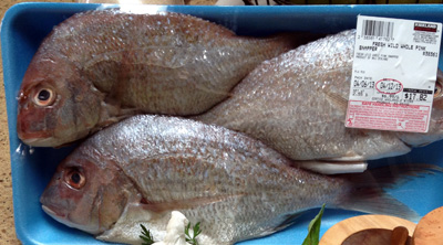 snapper