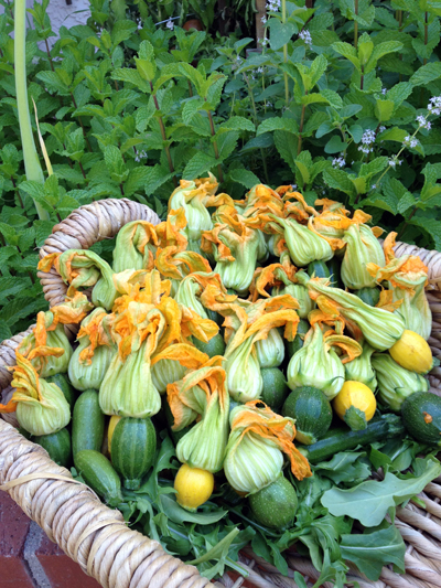 zucchini squash blossoms