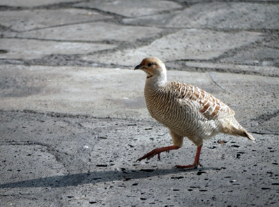 Hawaiian Francolin
