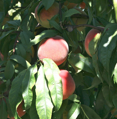 ripe on the tree